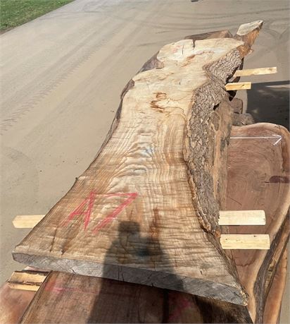 LIVE EDGE "ASH" SLAB * 96" LONG - SEE PHOTO FOR MORE DIMENSIONS