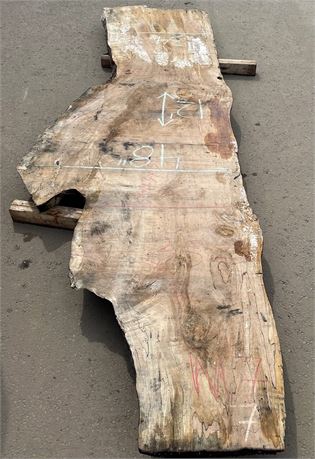 LIVE EDGE "SILVER MAPLE" SLAB * 144" LONG - SEE PHOTO FOR MORE DIMENSIONS
