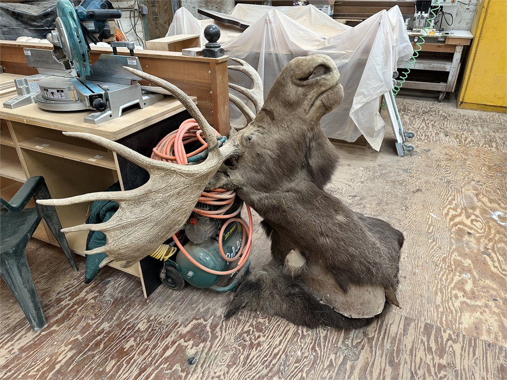 Display Moose Head