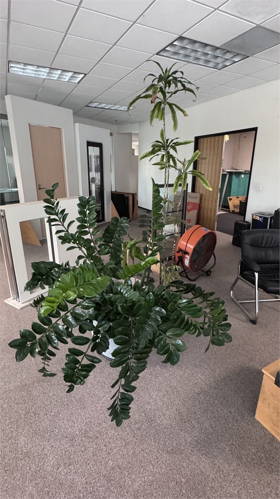 Office Plants